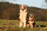 BERGER AUSTRALIEN - ADULT & PUPPY 094